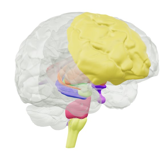 Augmented Reality Brain Models